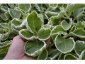 Plectranthus amboinicus 
