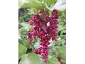 Leycesteria formosa - leycesteria krásná