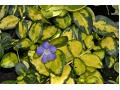 Vinca minor 