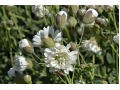 Silene maritima 