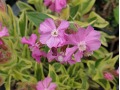 Silene dioica 