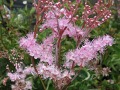 Filipendula palmata 