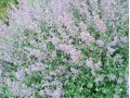 Nepeta faassenii 