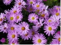 Aster dumosus 