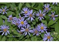 Aster radula 