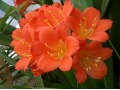 Clivia miniata - klívie, řemenatka suříková