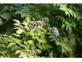 Actaea pachypoda 