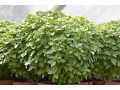 Ocimum 