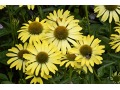 Echinacea 