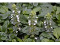 Ajuga reptans 
