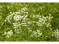 Pycnanthemum tenuifolium - americká horská máta