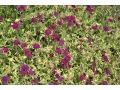 Knautia macedonica 