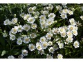 Aster ptarmicoides 