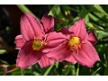 Hemerocallis 