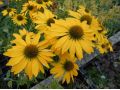Echinacea 