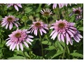 Echinacea 