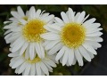 Leucanthemum x superbum 