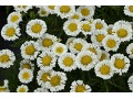 Leucanthemum x superbum 