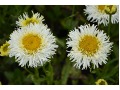 Leucanthemum x superbum 