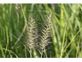 Pennisetum alopecuroides var. Japonicum - dochan psárkovitý, vousatec
