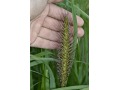 Pennisetum alopecuroides 