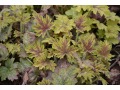 Heuchera 