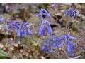 Corydalis 