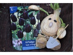 Tulipa 