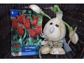 Tulipa 