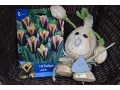 Tulipa 