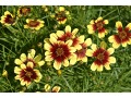 Coreopsis verticillata 