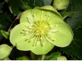 Helleborus argutifolius 