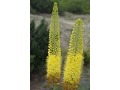 Eremurus stenophyllus - liliochvostec