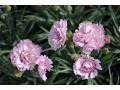 Dianthus 