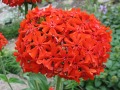 Lychnis chalcedonica - kohoutek plamenný