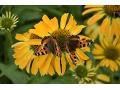 Echinacea 