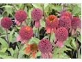 Echinacea 