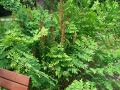 Osmunda regalis  - podezřeň královská