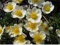 Dryas octopetala - dryádka osmiplátečná