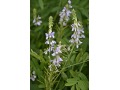 Galega officinalis - jestřabina lékařská