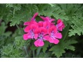 Pelargonium 