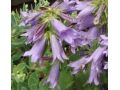 Campanula 