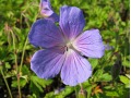 Geranium himalayense 