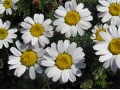 Anacyclus pyrethrum var. depressus - kruhovník rozprostřený