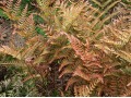 Dryopteris erythrosora - kapraď japonská