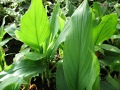 Curcuma longa - kurkuma dlouhá, indický šafrán