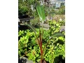 Ensete ( Musa ) ventricosum 