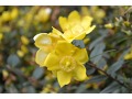 Hypericum calycinum - třezalka kalíškatá