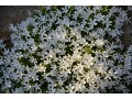 Phlox 