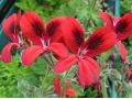 Pelargonium 